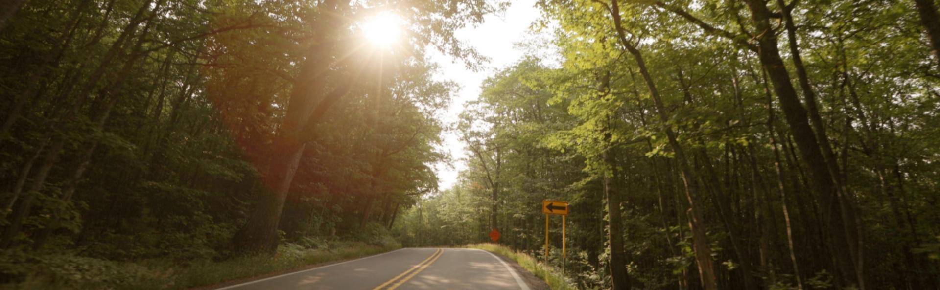 Windy forest road